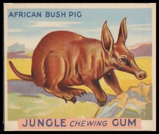 20 African Bush Pig
